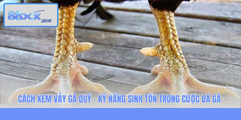Cách xem vảy gà quý - Kỹ năng sinh tồn trong cược đá gà