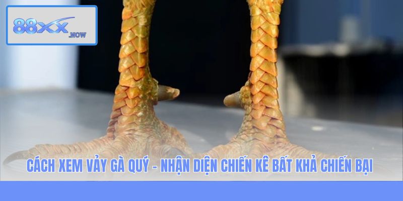 Cách Xem Vảy Gà Quý - Nhận Diện Chiến Kê Bất Khả Chiến Bại