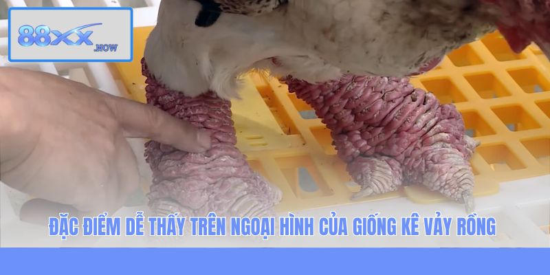 Đặc điểm dễ thấy trên ngoại hình của giống kê vảy rồng