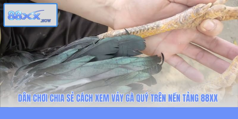 Dân chơi chia sẻ cách xem vảy gà quý trên nền tảng 88XX